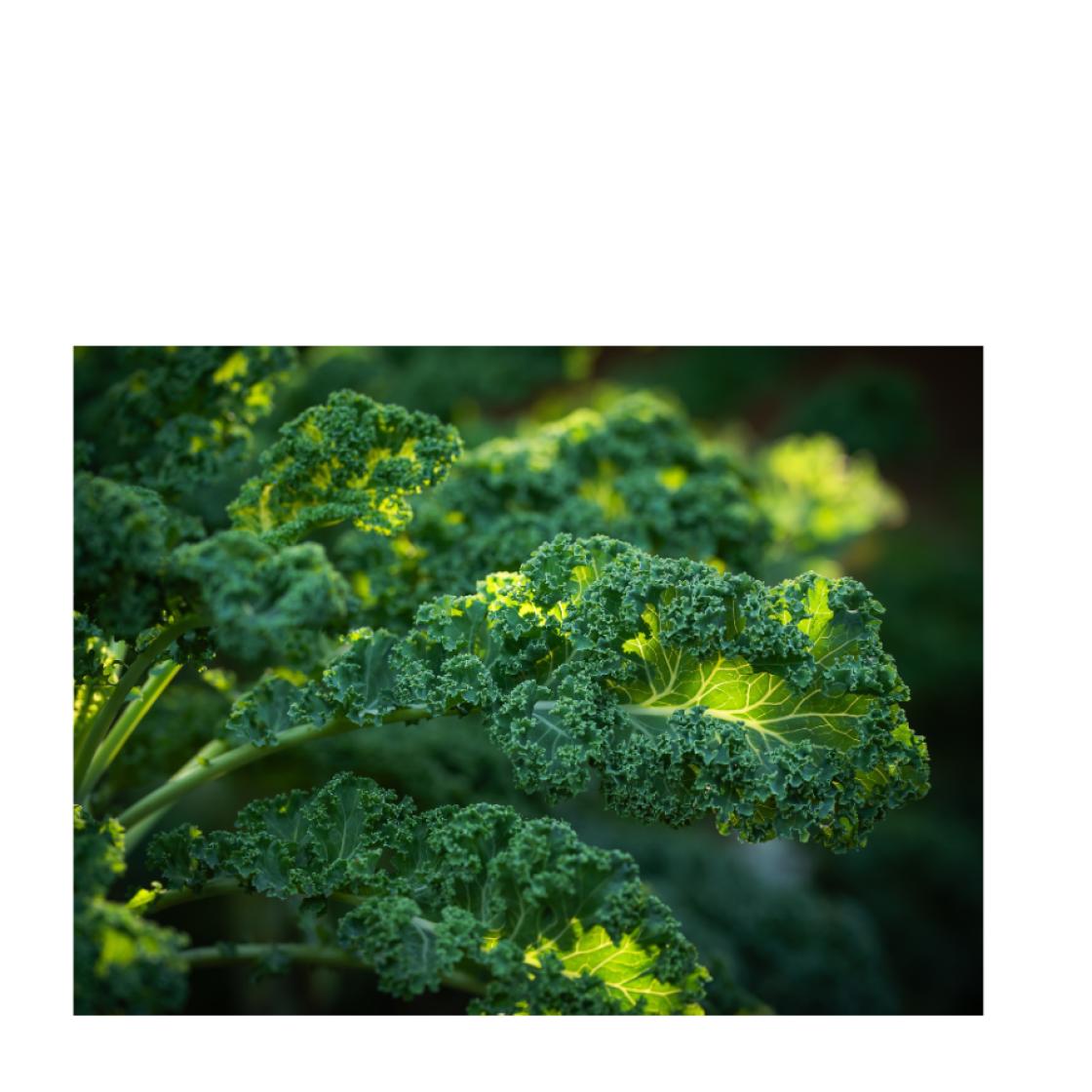 Kale 900 x 900 1