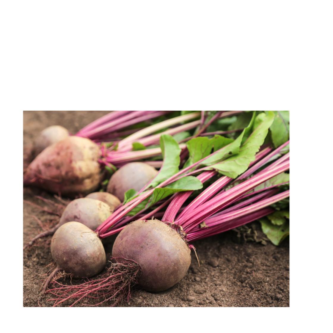 Beetroot 900 x 900 1