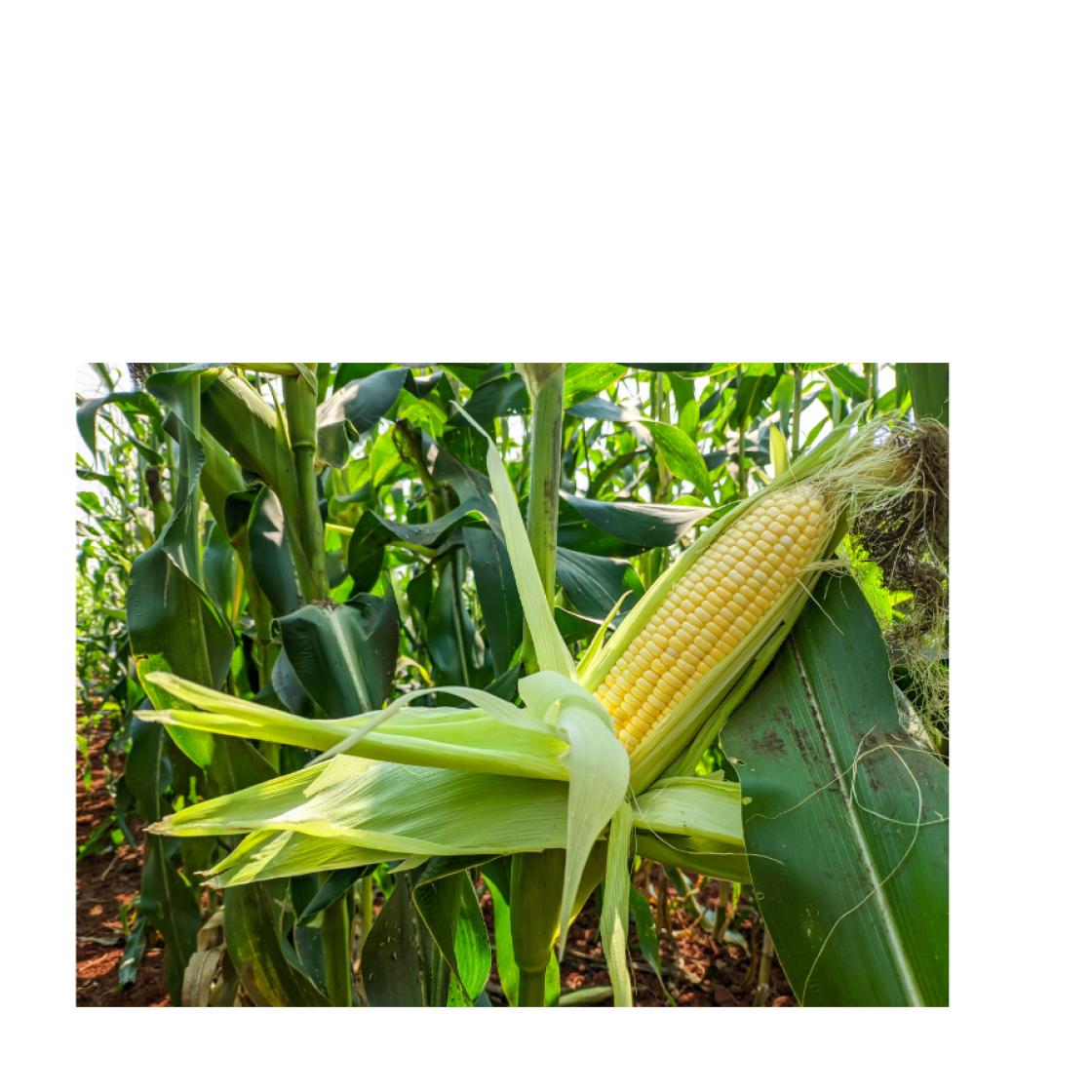 Corn 900 x 900 1