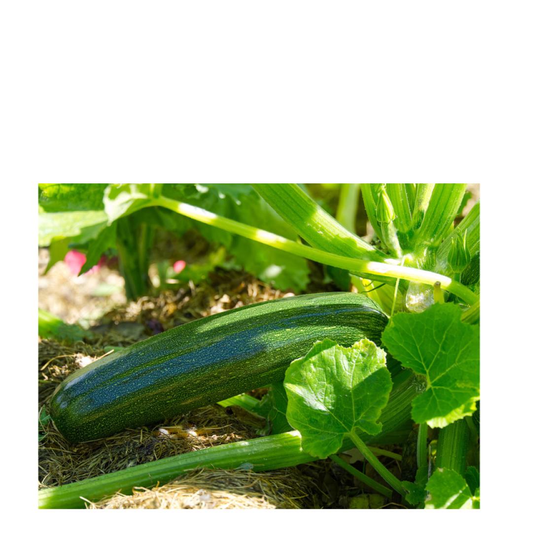 Courgette900 x 900