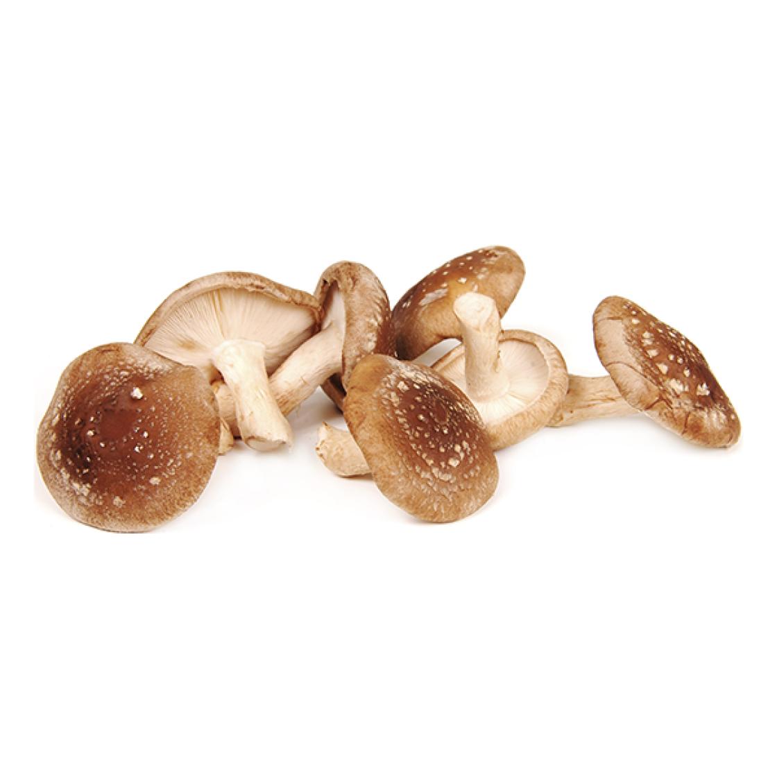 Shiitake 600x600