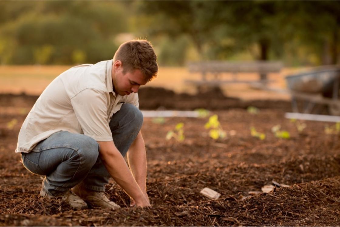 Crouching man planting in field
