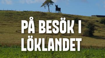 Mer svensk lök- och nya sorter att upptäcka