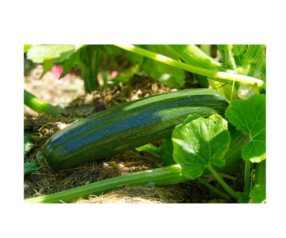 Courgette 1080 x 900