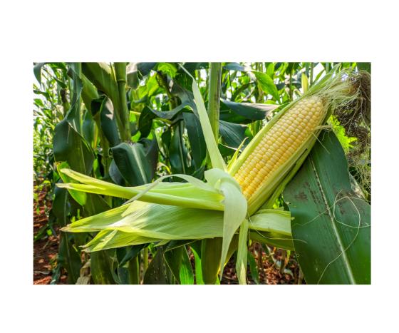 Corn 1080 x 900