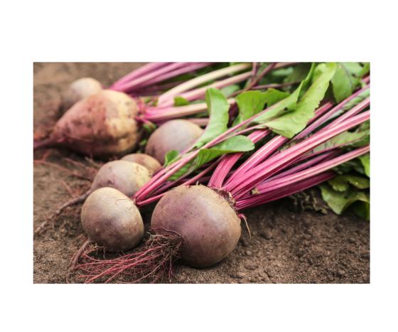 Beetroot 1080 x 900