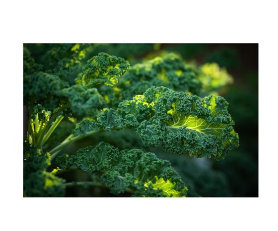 Kale1080 x 900